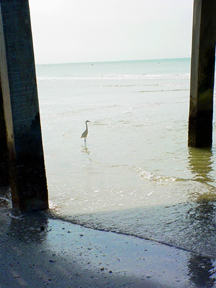 Florida pier and bird 108